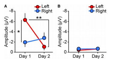 Brain responses during slow-wave sleep. (Image: Tamaki et al., 2016).